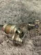 Accurate Accurate BOSS XTREME BX 400N LEFTY TWINDRAG Big Game Fishing Reel 4475